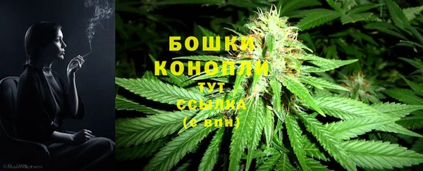 прущие грибы Новокубанск